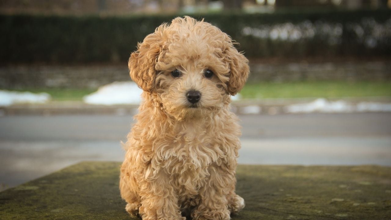 sarı bir poodle
