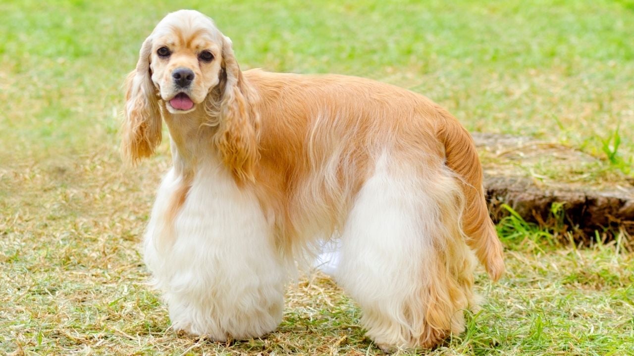 sarı beyaz bir köpek