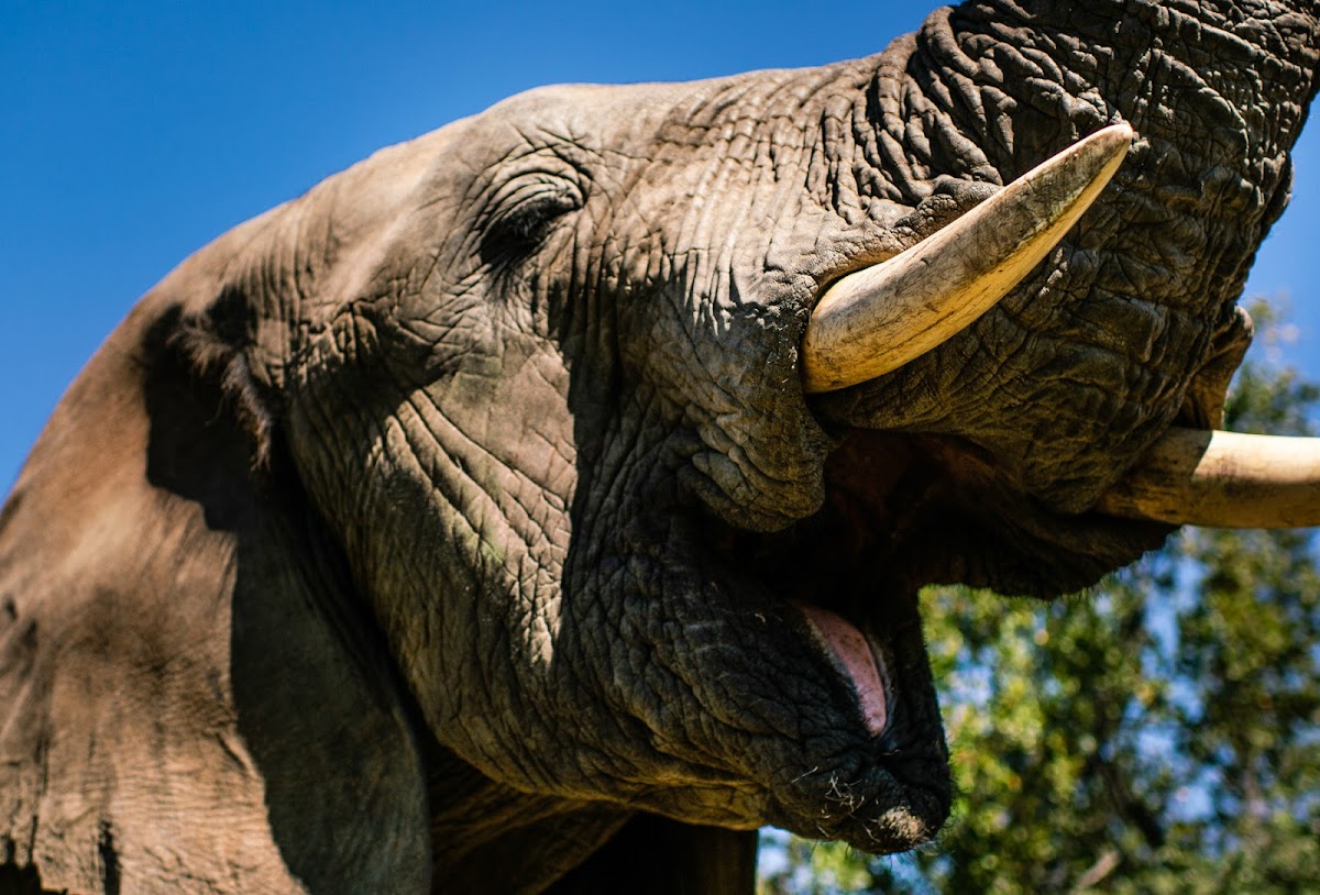 🐘Eating the Elephant One Bite at a Time | Proactive Network Maintenance for Long-Term Health☑️