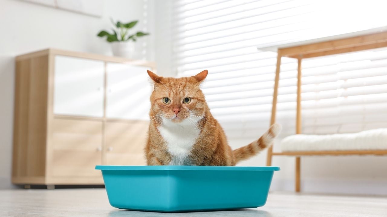 kedi kumuna bakıyor