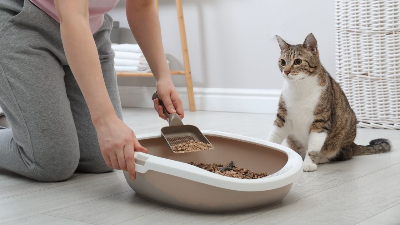 kedi kumuna bakıyor