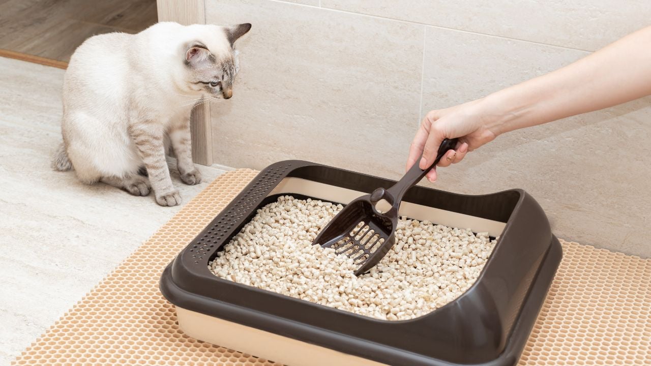 kedi kumunu temizleyen biri