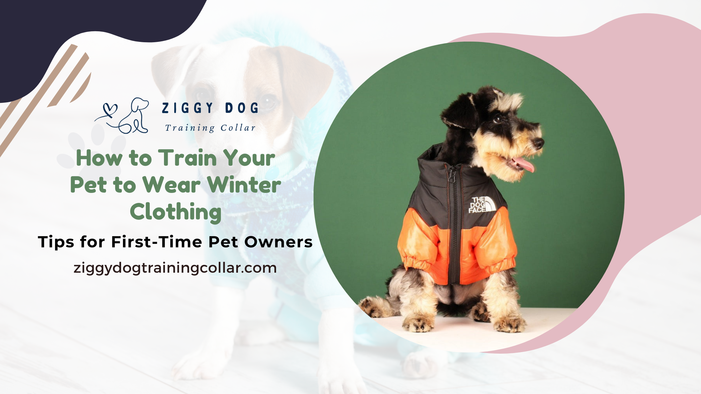 How to Train Your Pet to Wear Winter Clothing