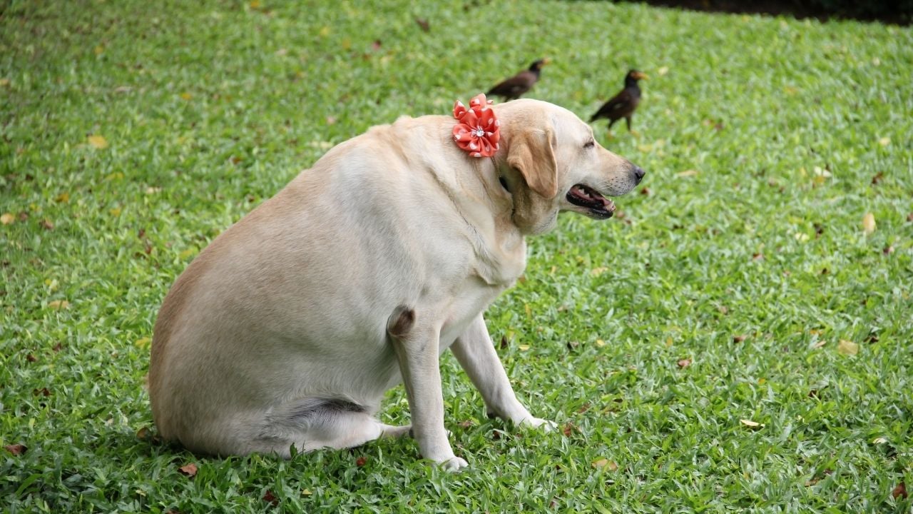 şişman bir köpek