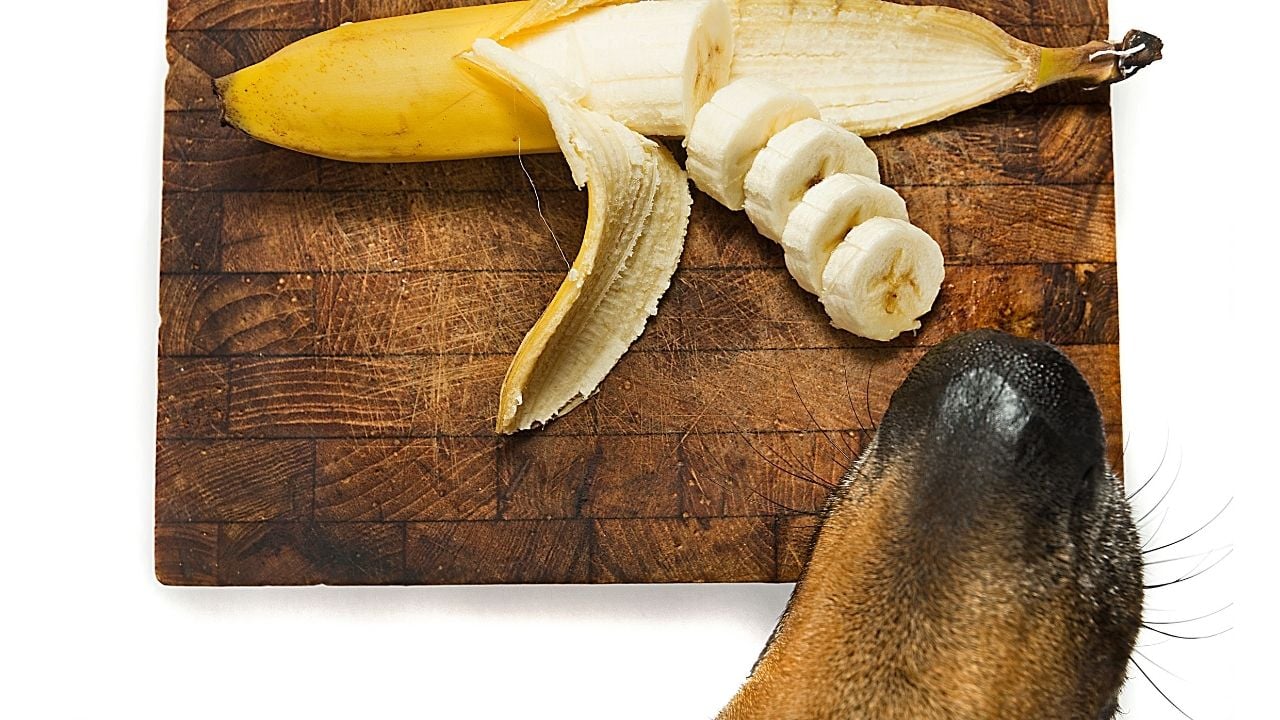 muz yiyen bir köpek