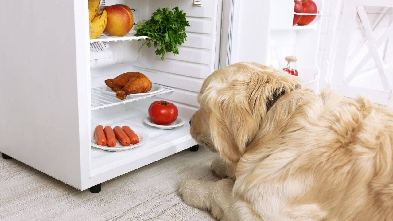 dolaba bakan bir köpek