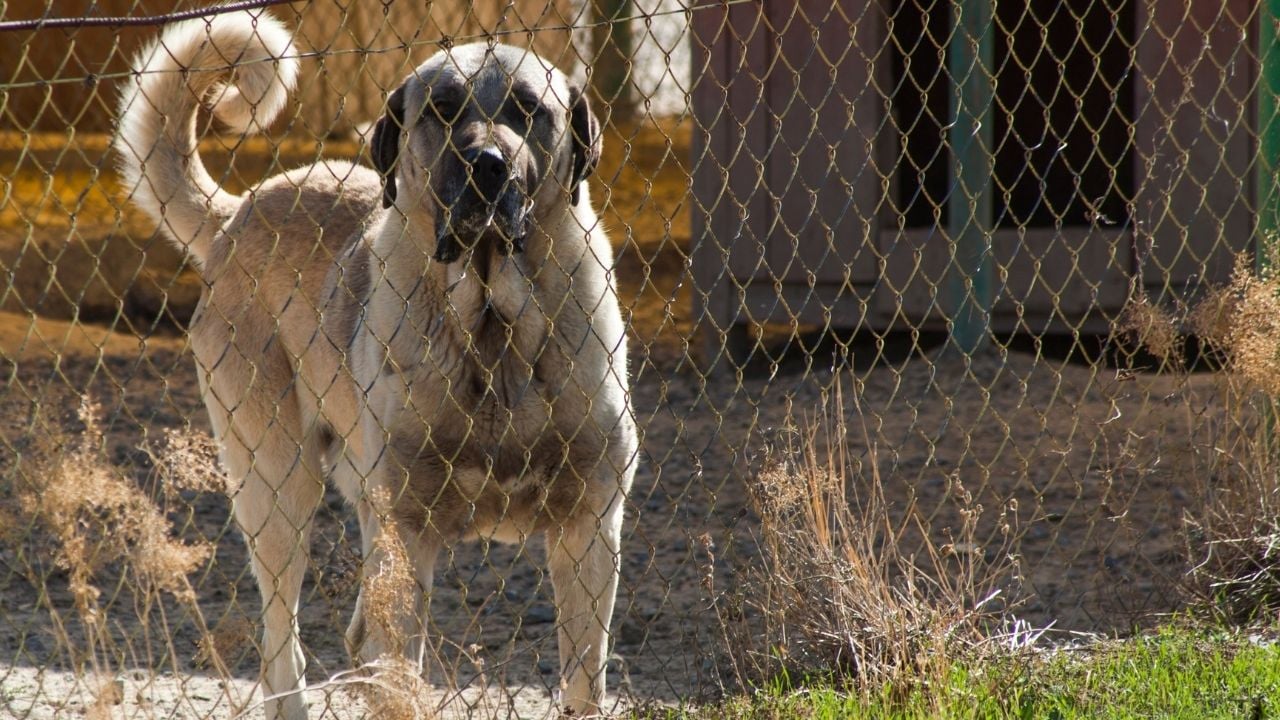 kangal köpek tellerin arkasında