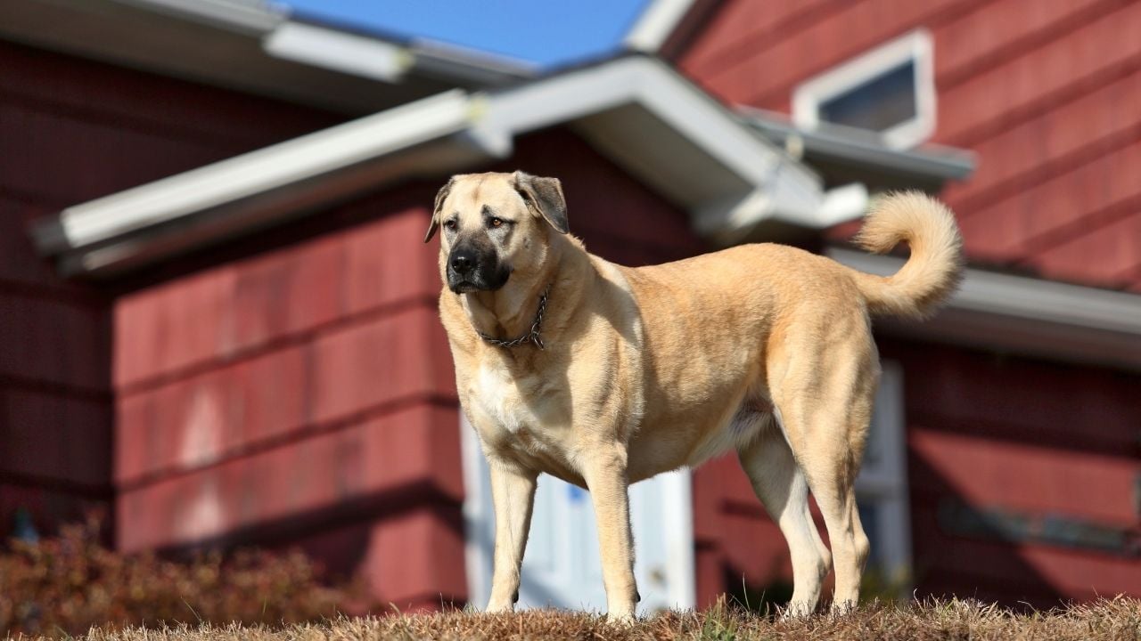 kulübenin önünde kangal köpek