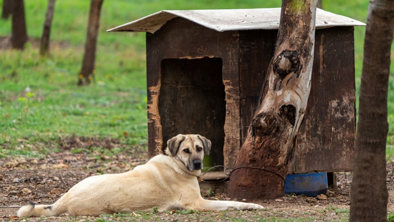 yerde yatan bir kangal köpek