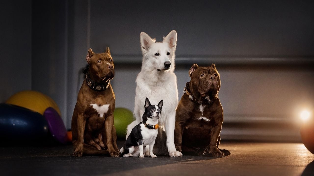 farklı köpek ırkları