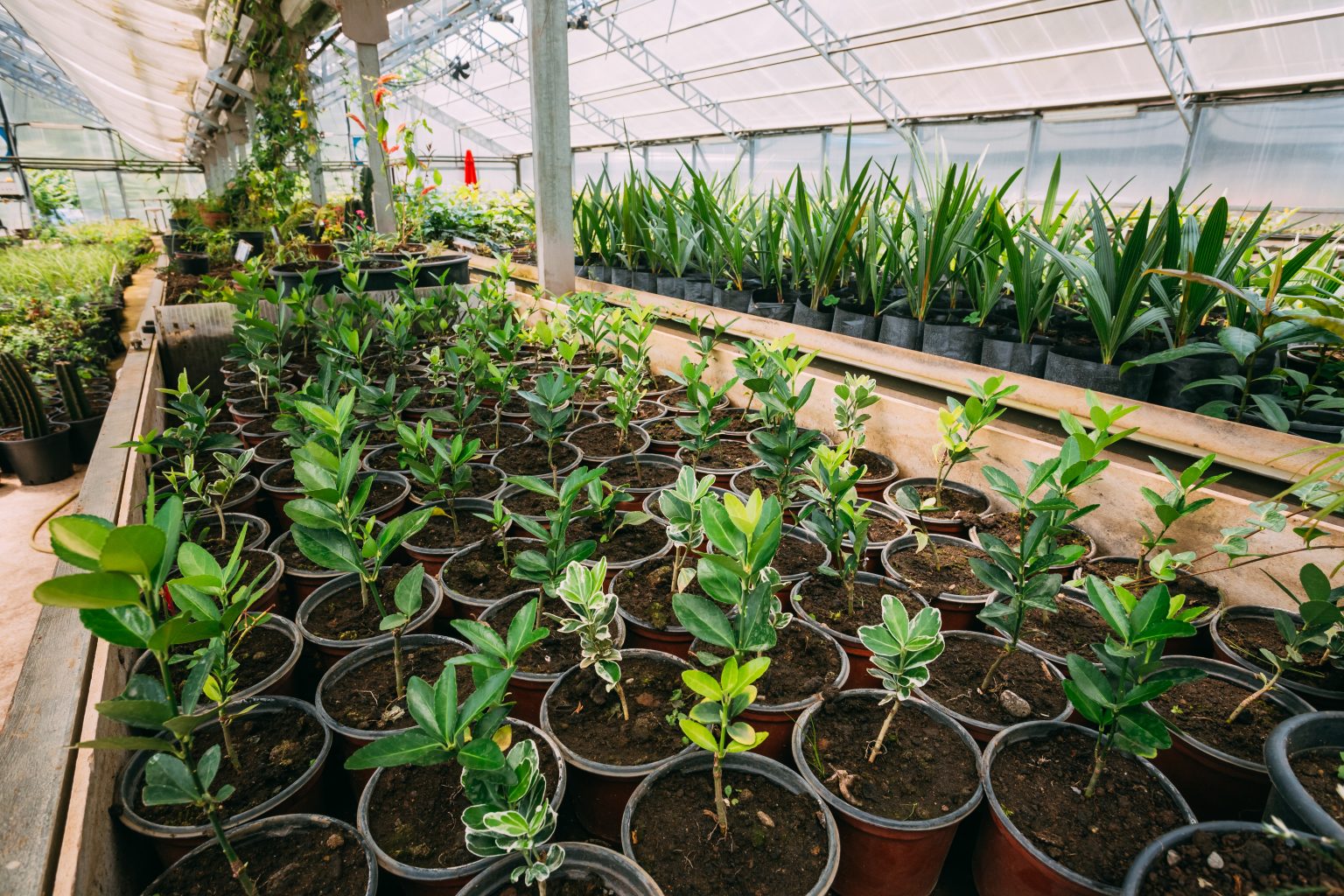 Indoor Plants in Los Angeles: Enhancing Your Home with Urban Jungle Plants and Pottery