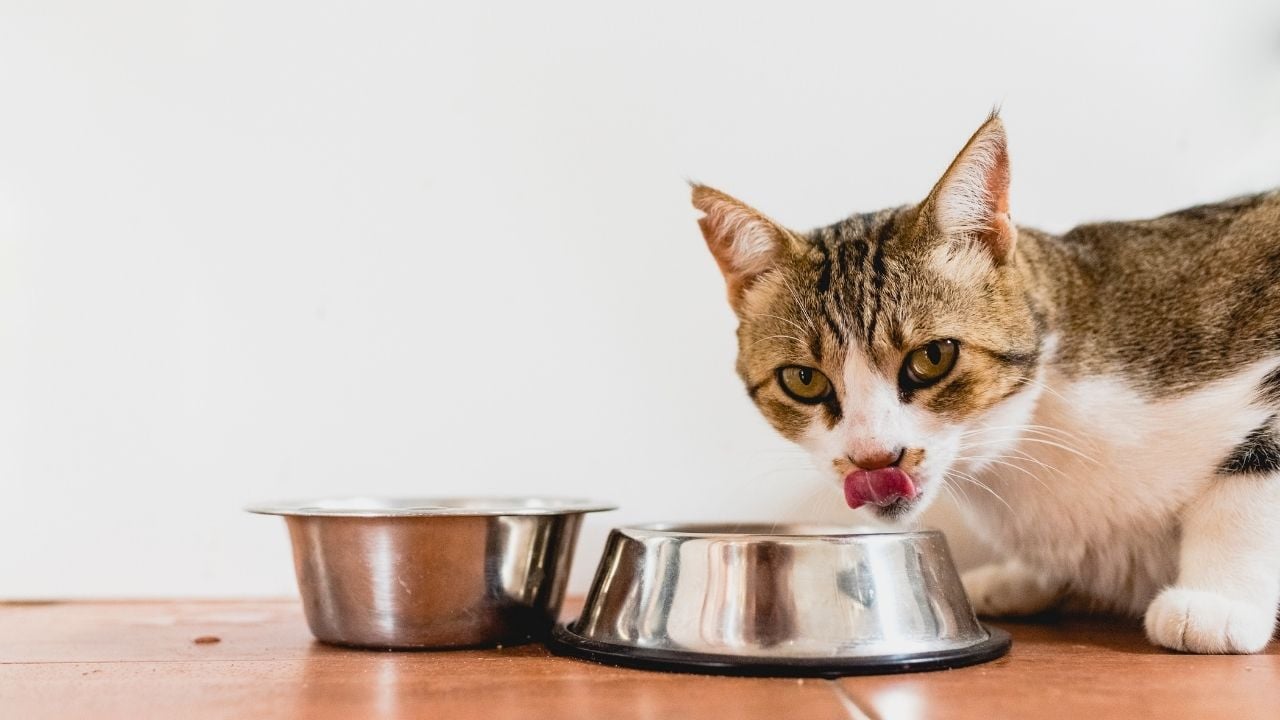kedi mama yiyor
