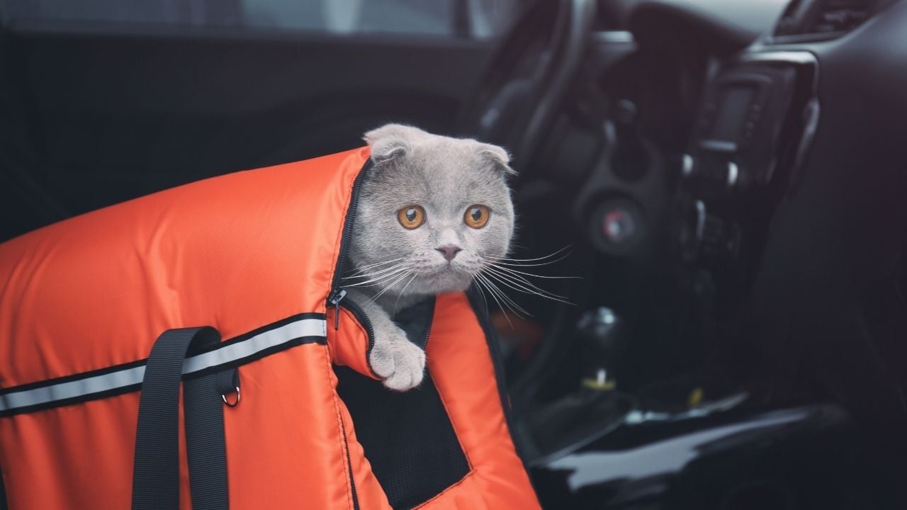 kedi taşıma çantasında