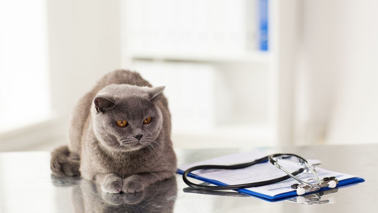 kedi veterinerde
