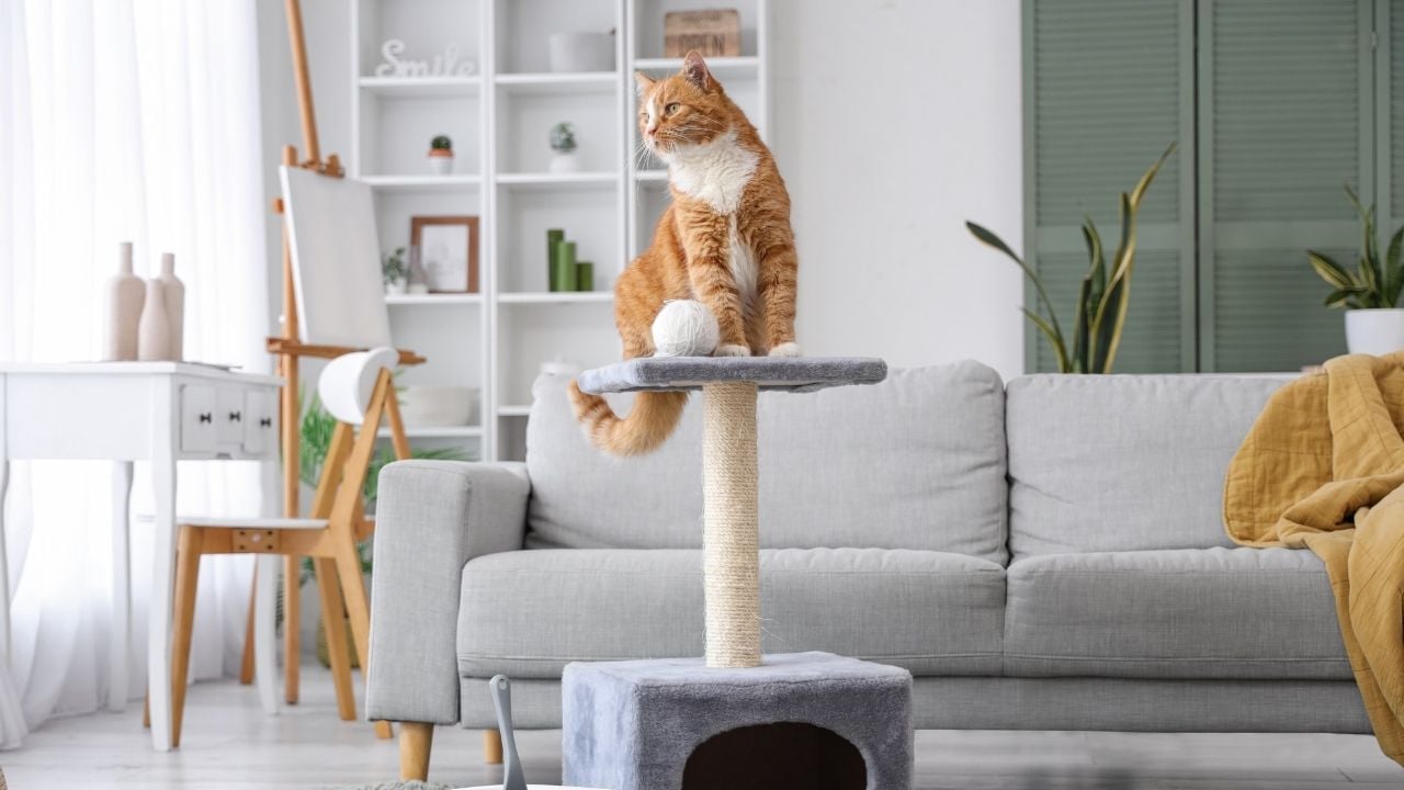 kedi tırmanma tahtasında oturuyor