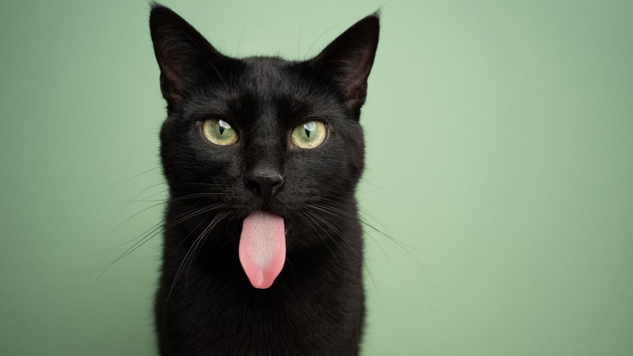 dili dışarıda yeşil gözlü siyah kedi