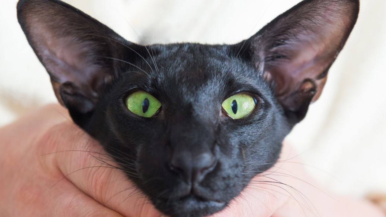 Oriental Shorthair siyah