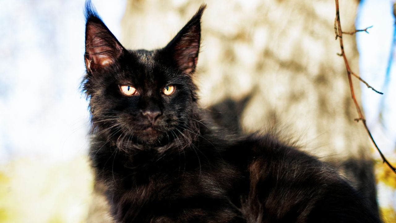 siyah Maine Coon