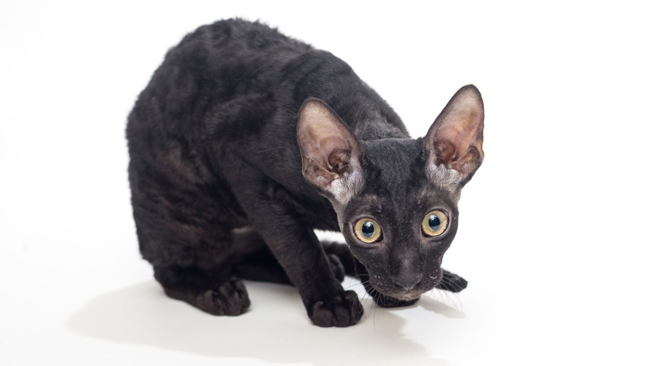 siyah Cornish Rex