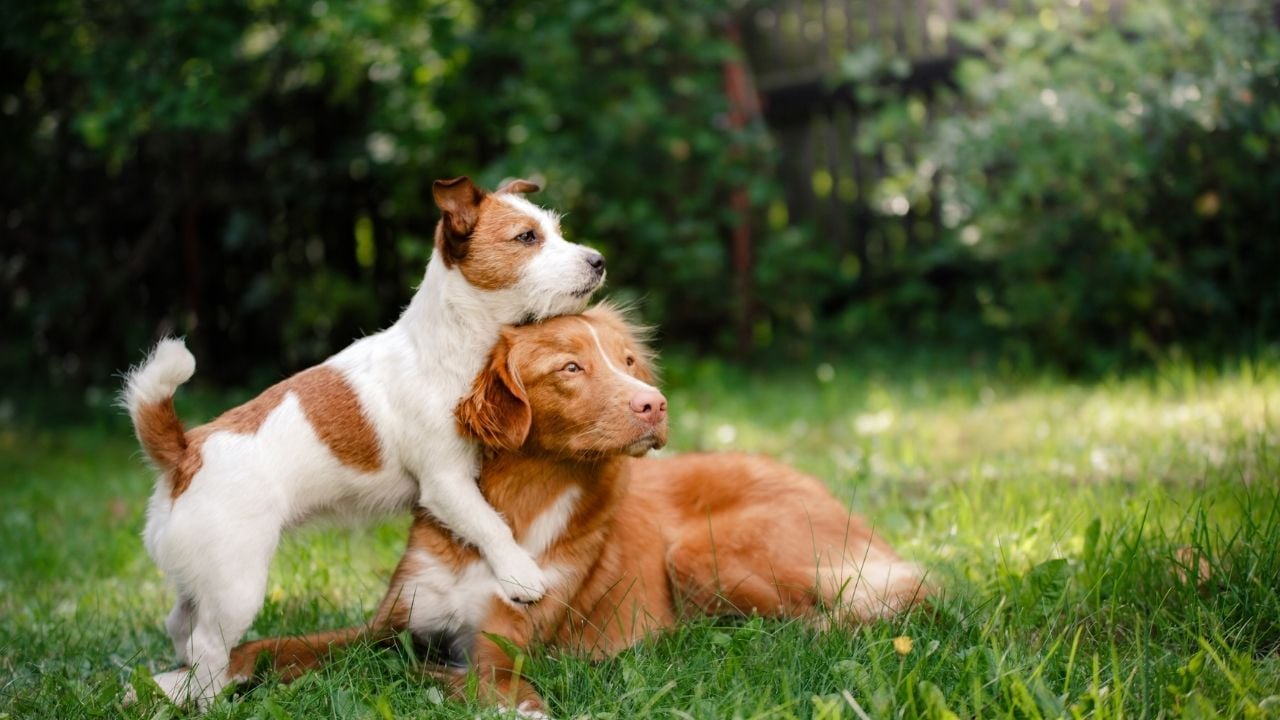 köpekler yan yana duruyor