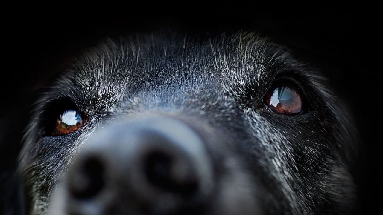 siyah bir köpek ve burnu