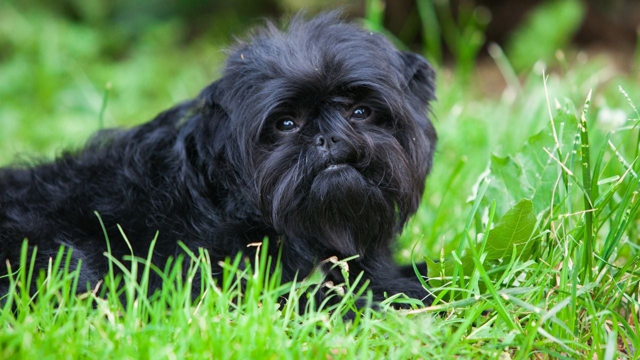 Affenpinscher siyah