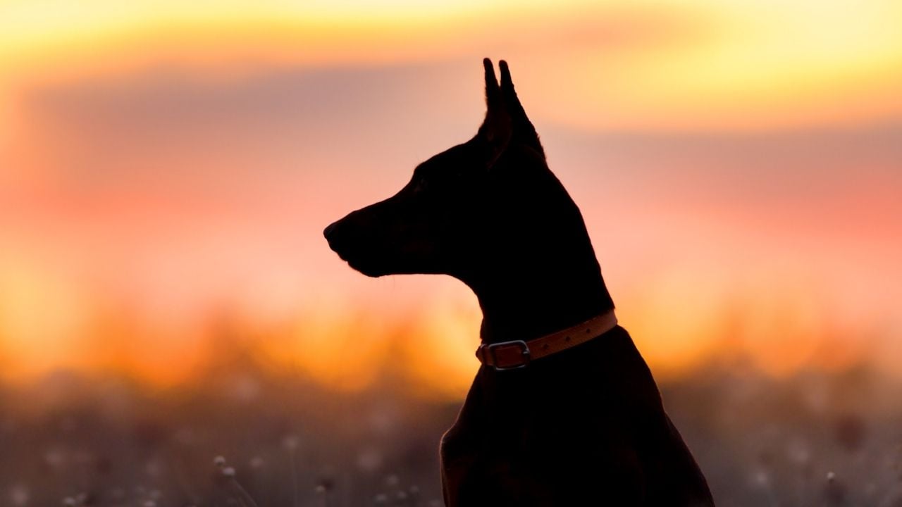 günbatımında Doberman Pinscher