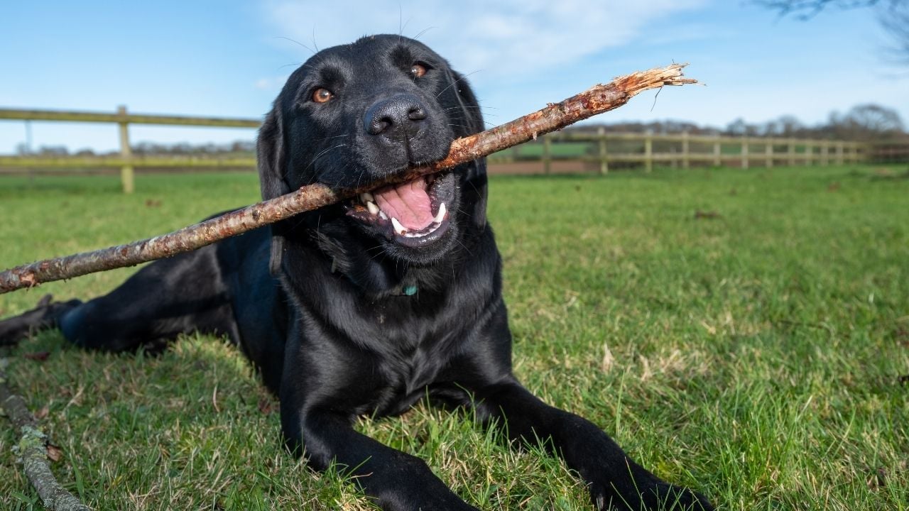 Labrador Retriever