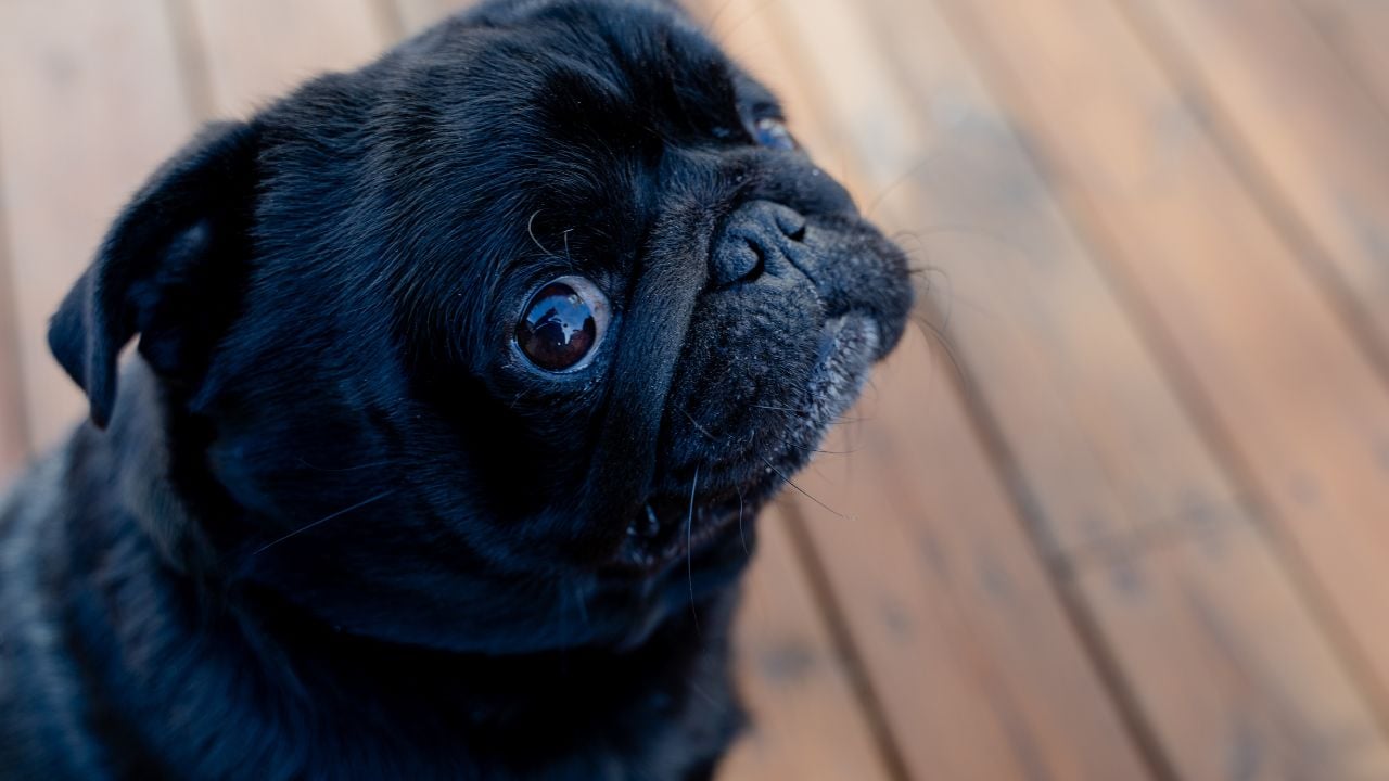 siyah pug