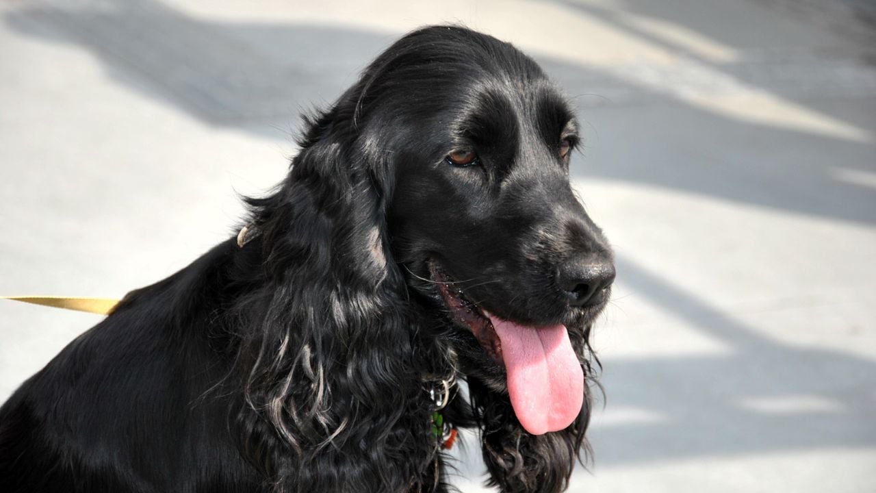 Cocker Spaniel siyah