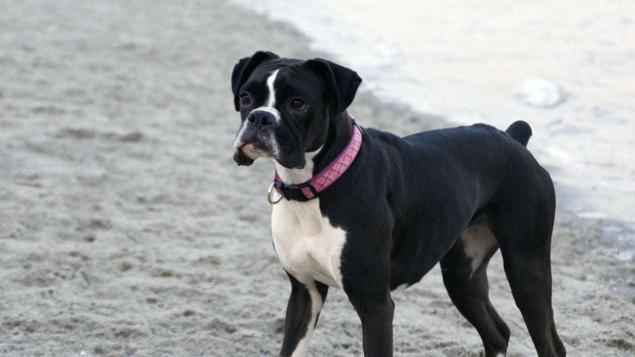 siyah boxer köpek