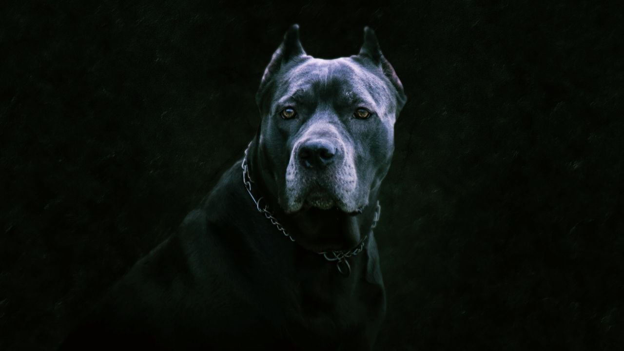 Cane Corso siyah