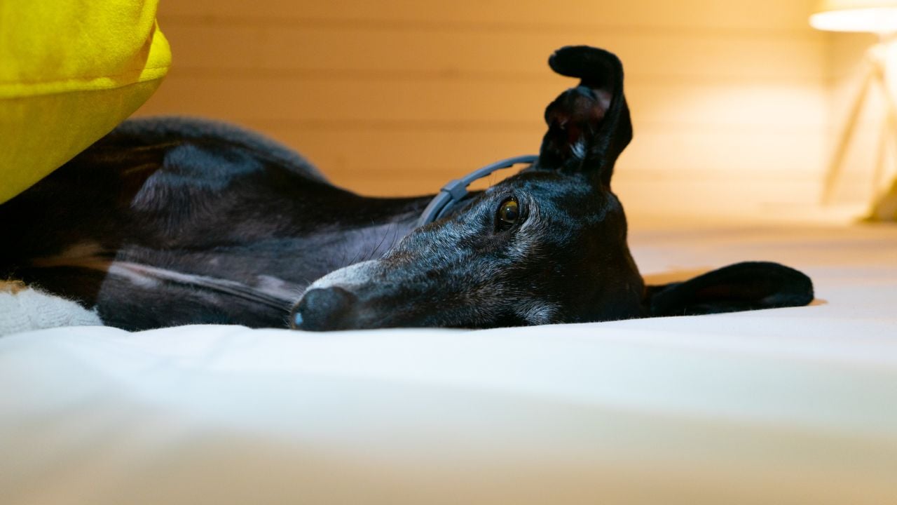 siyah Greyhound (Tazı)