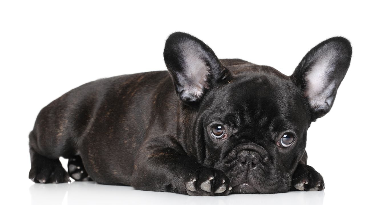 Fransız Bulldog siyah