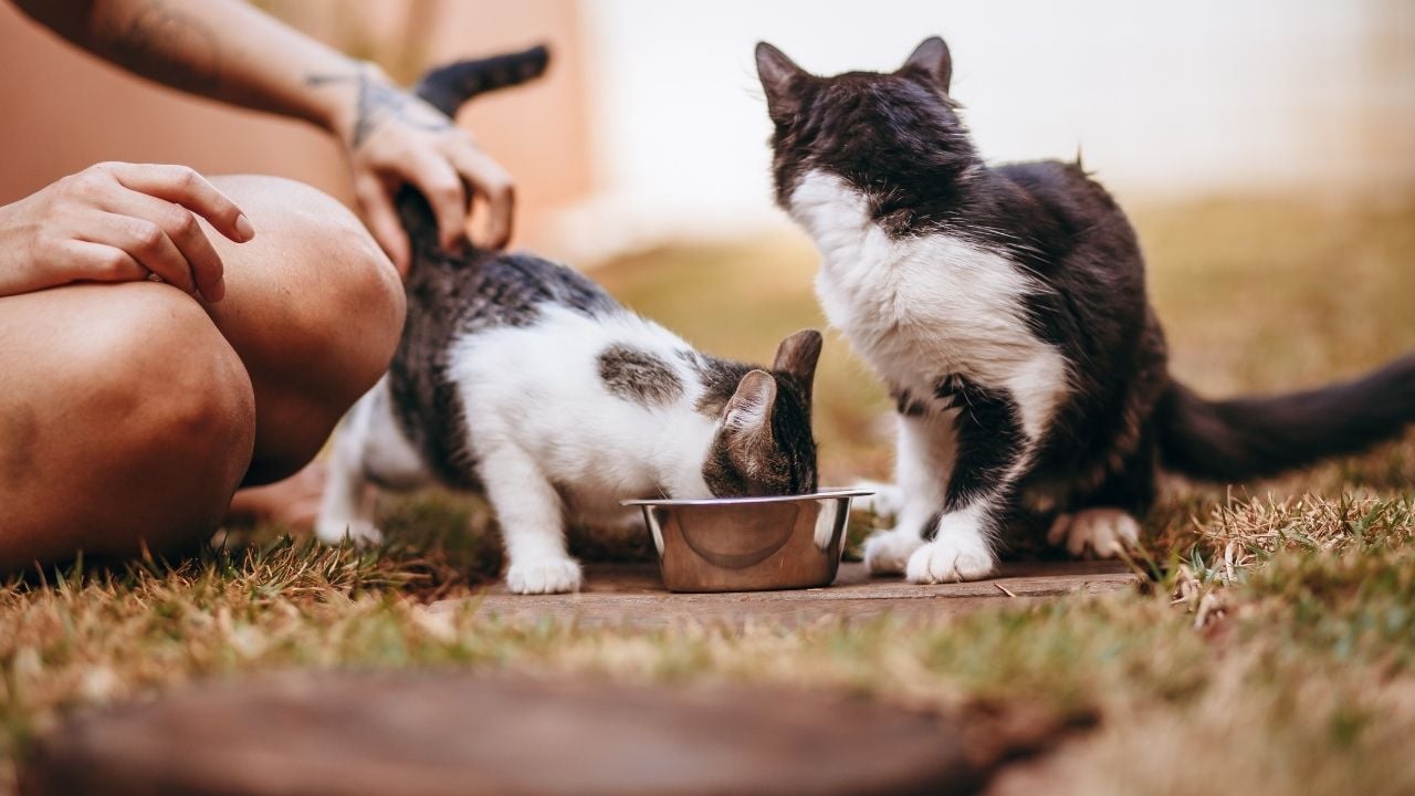 iki sokak kedisi mama yerken