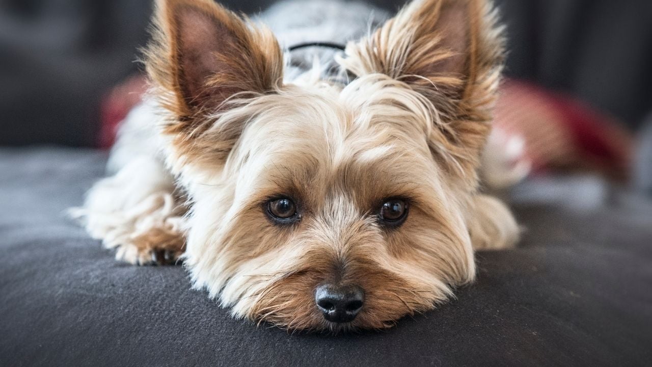 terrier cinsi bir yorkshire terrier
