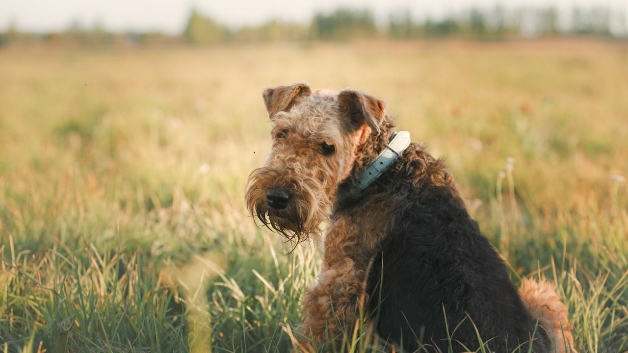 Airedale Terrier