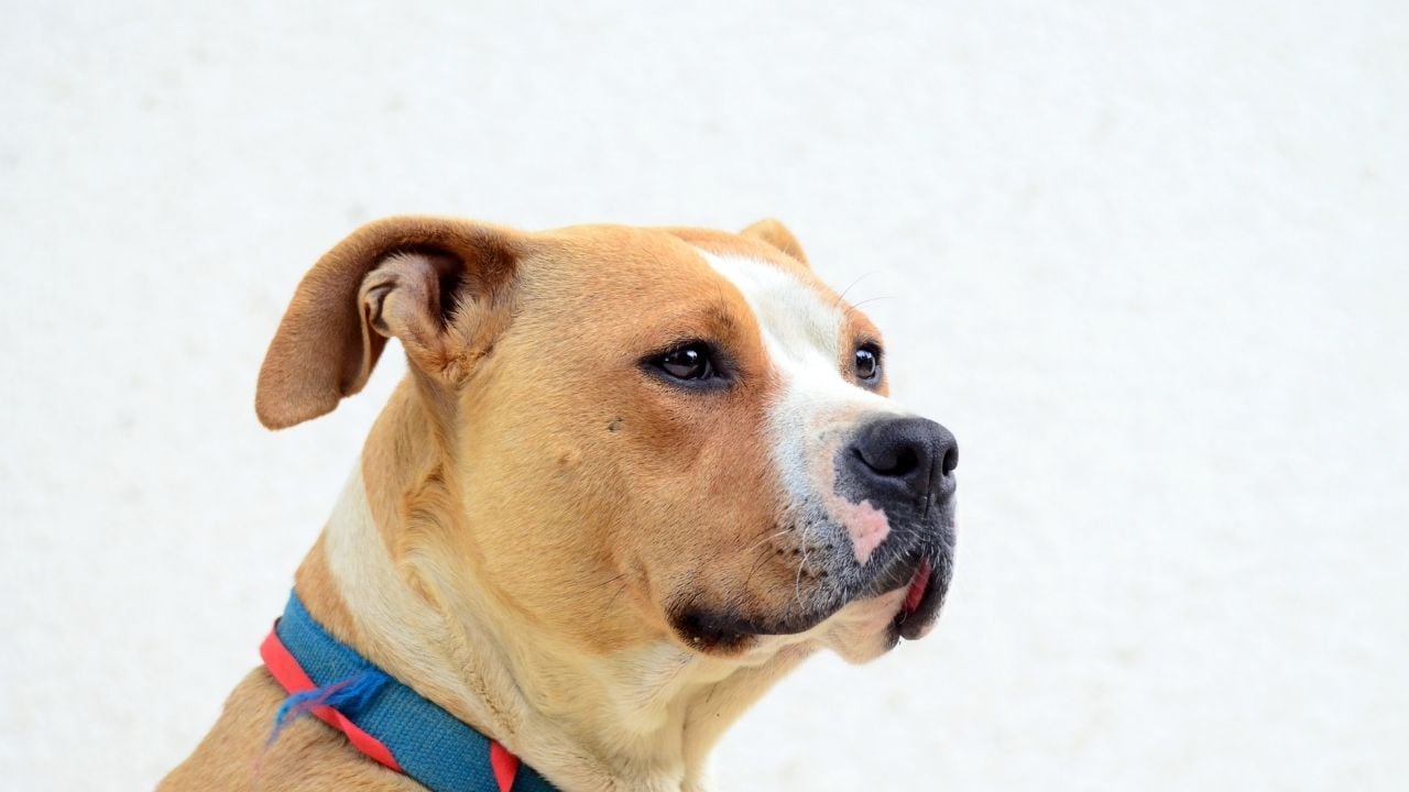 American Staffordshire Terrier