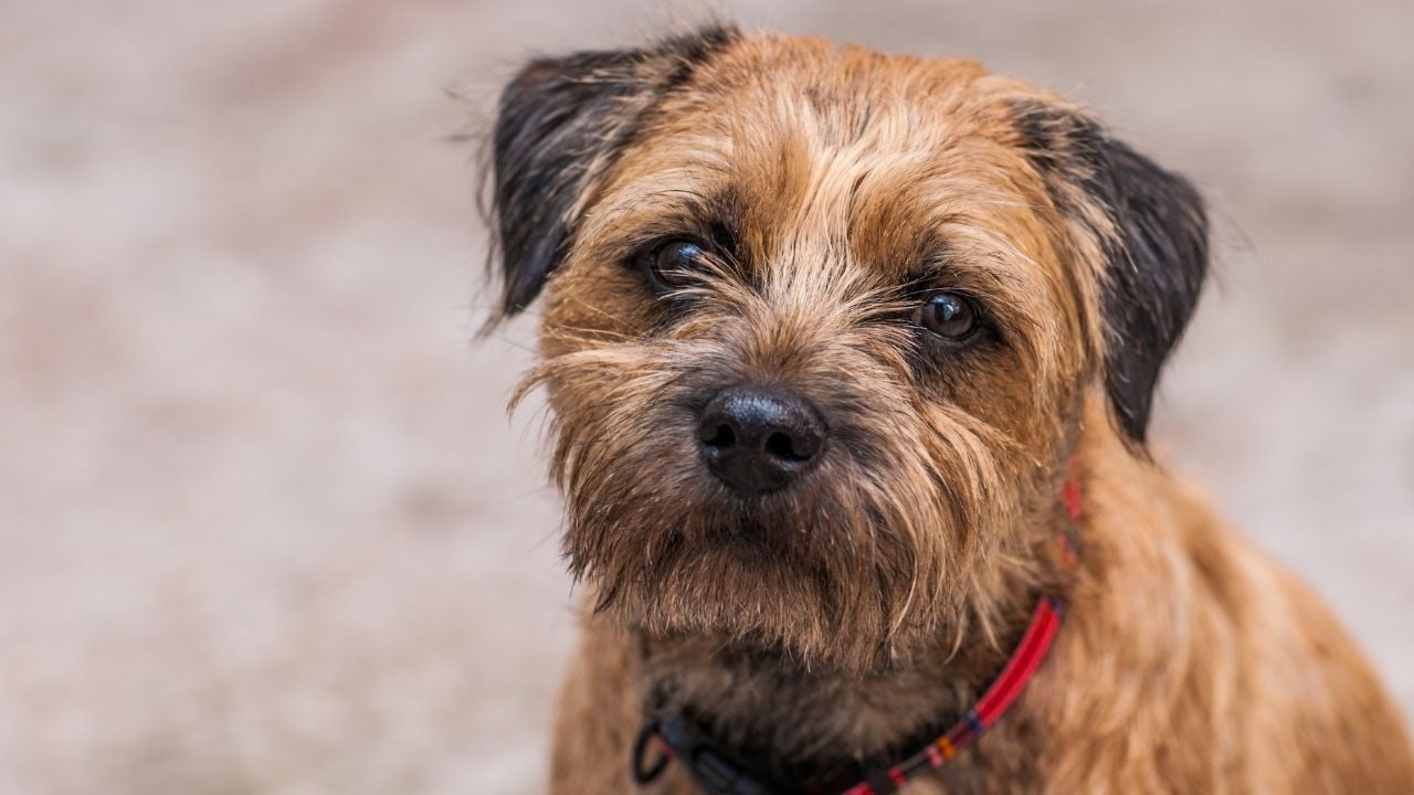 Border Terrier