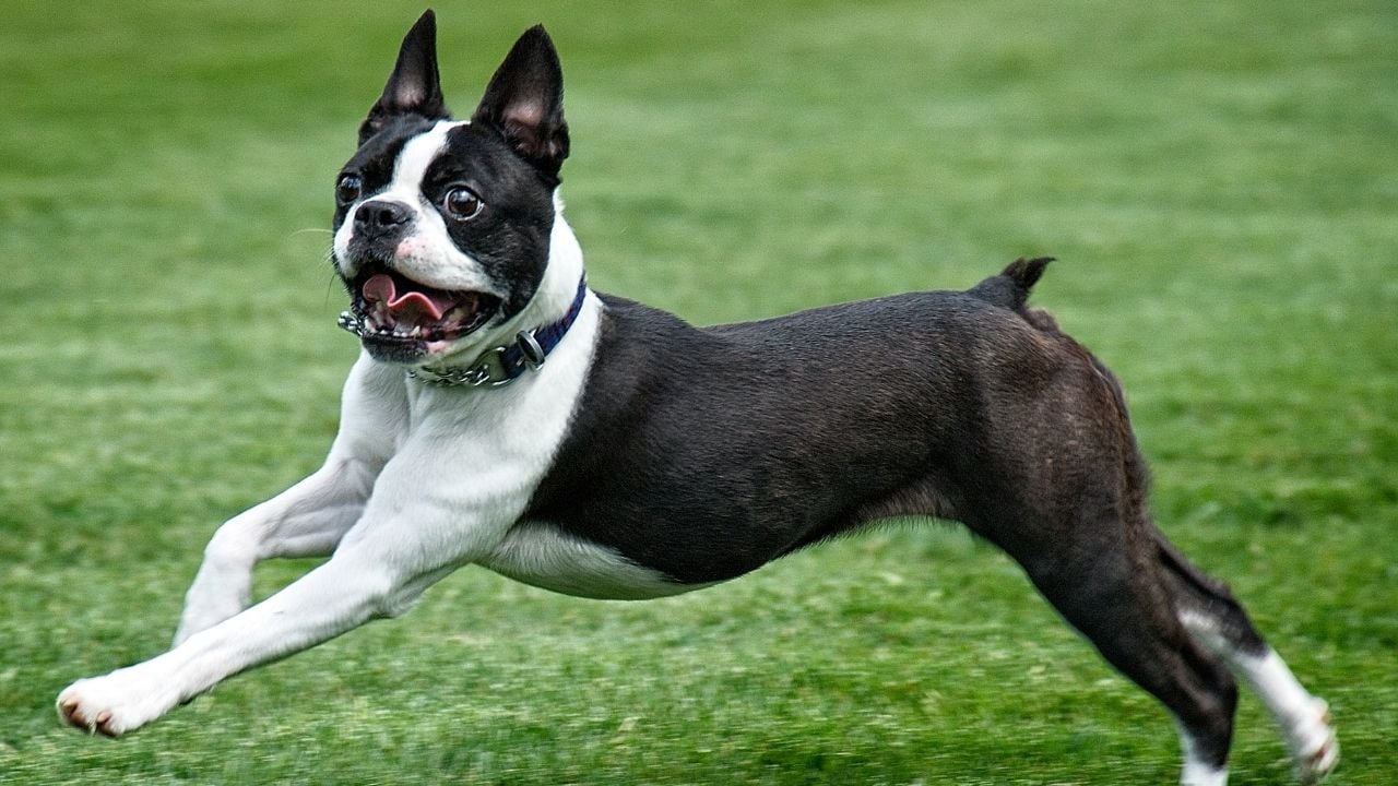 Boston Terrier