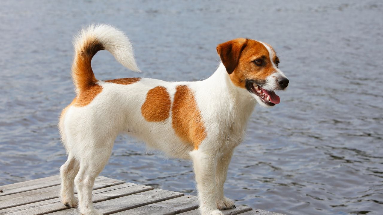 Jack Russell Terrier