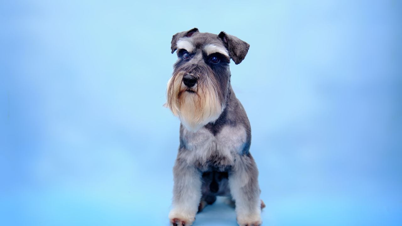 Minyatür Schnauzer