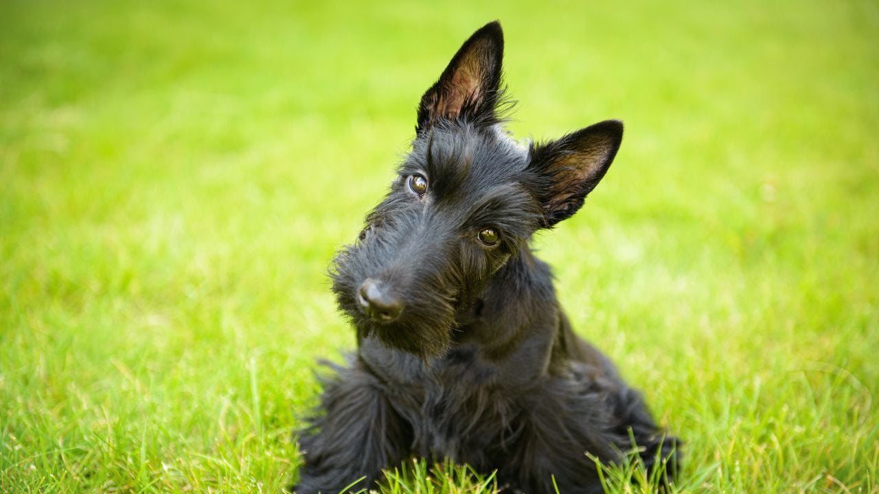 Scottish Terrier (İskoç Teriyeri)