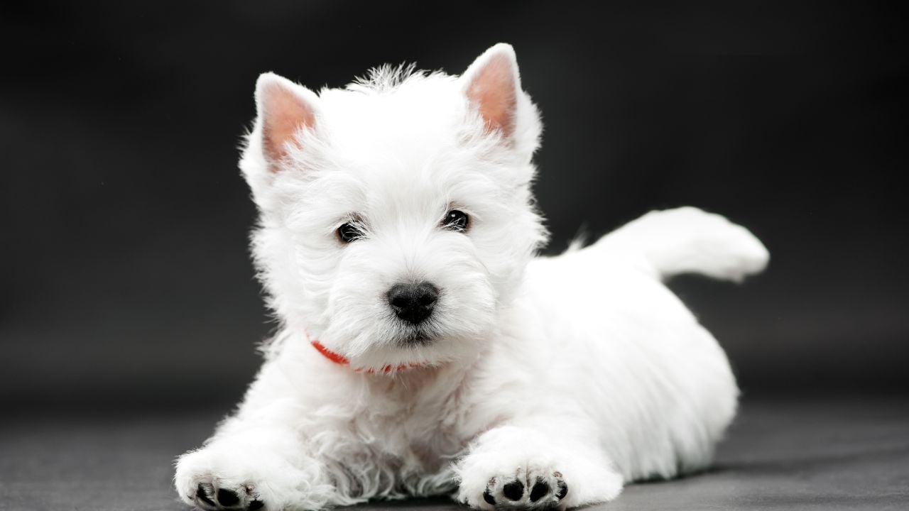 West Highland White Terrier (Westie)