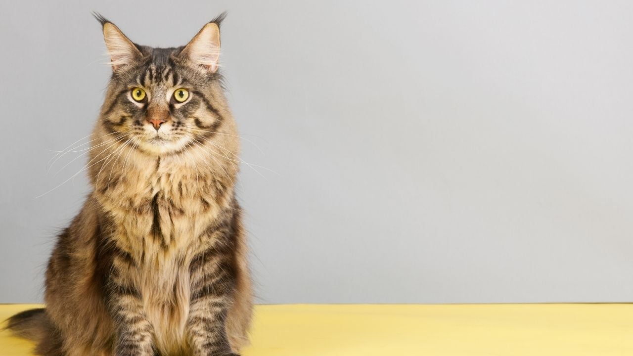 tekir kürklü maine coon