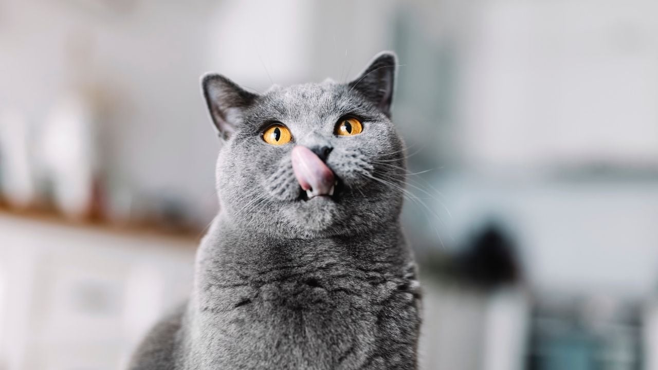 gri kedi yalanıyor