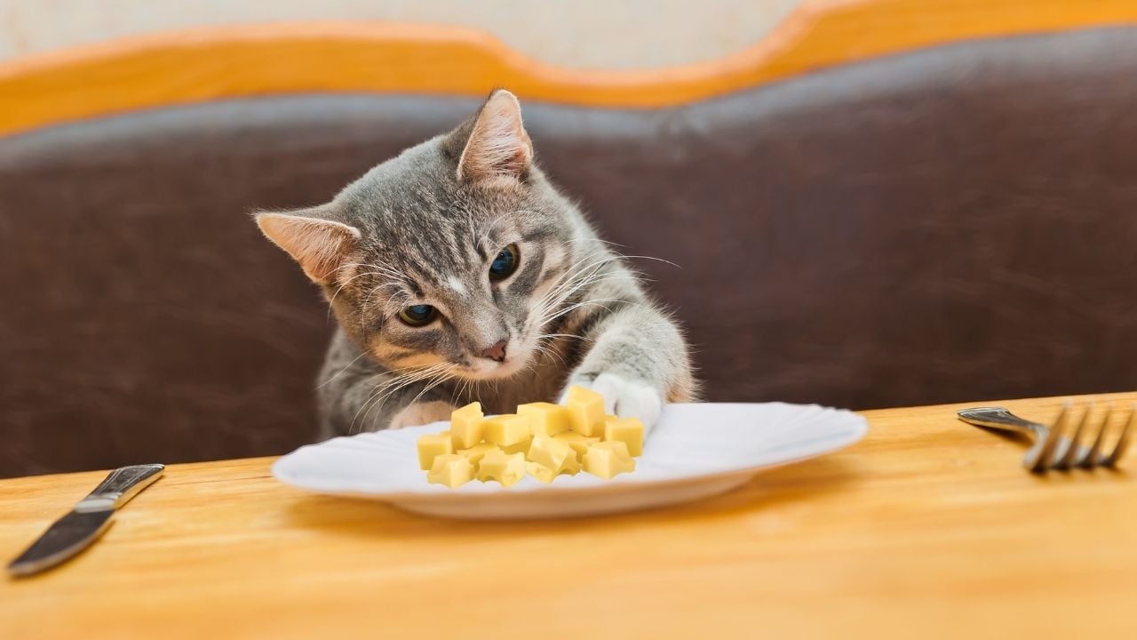 kedi peynirlere uzanıyor