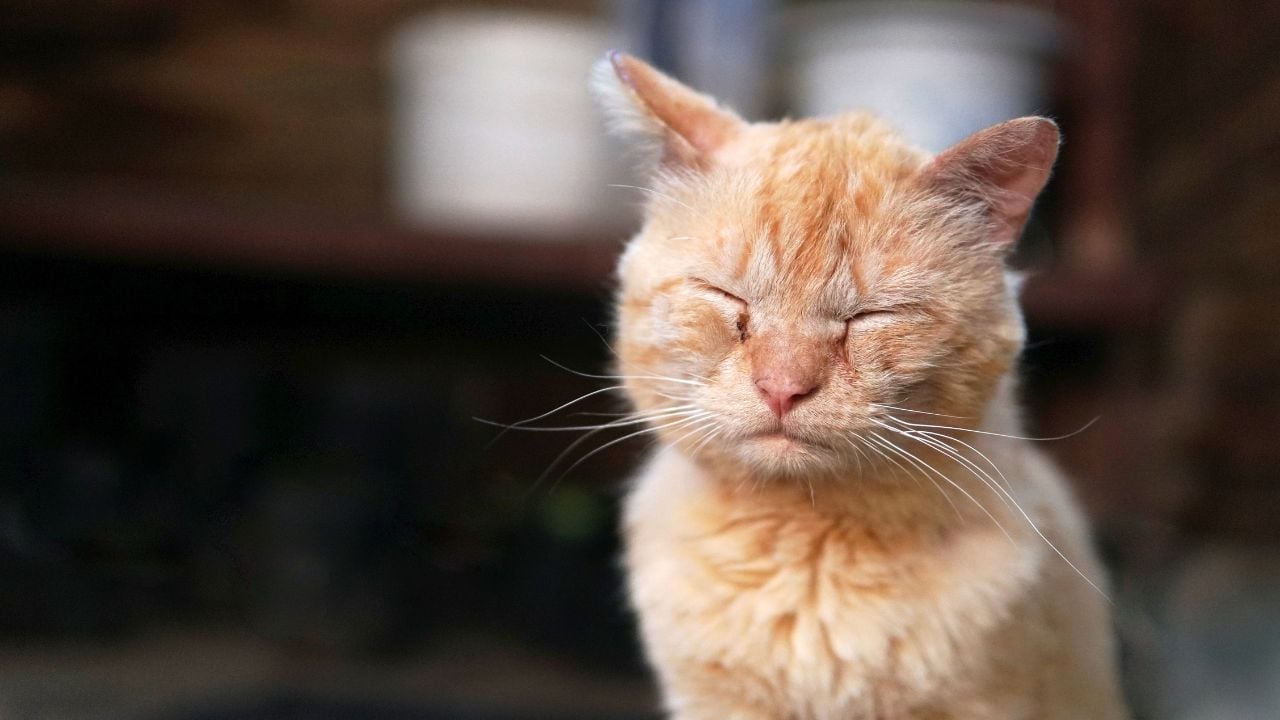 hasta bir kedi