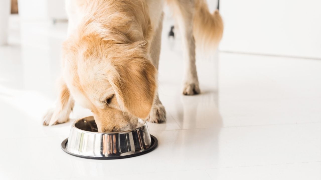 sarı köpek mama yiyor