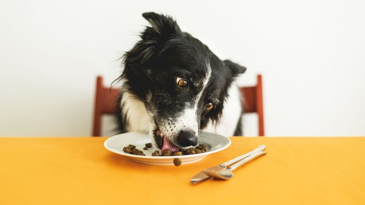 köpek kedi maması yiyor